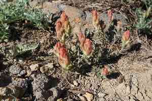 Cobwebby indian paintbrush(Castilleja arachnoidea)