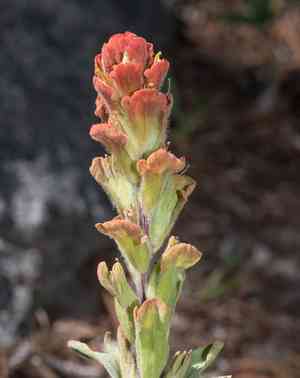 Cobwebby indian paintbrush(Castilleja arachnoidea)