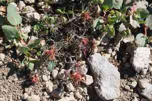 Cobwebby indian paintbrush(Castilleja arachnoidea)
