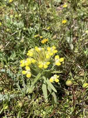 Succulent owl's-clover(Castilleja campestris)