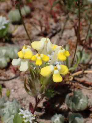 Succulent owl's-clover(Castilleja campestris)