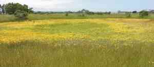 Succulent owl's-clover(Castilleja campestris)