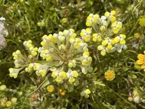 Succulent owl's-clover(Castilleja campestris)