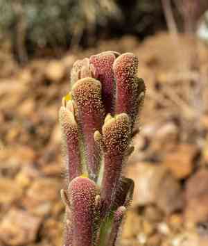 Ash-gray indian paintbrush(Castilleja cinerea)