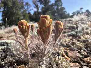Ash-gray indian paintbrush(Castilleja cinerea)
