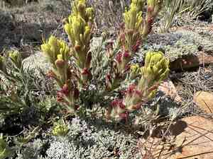 Ash-gray indian paintbrush(Castilleja cinerea)