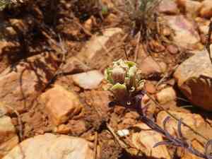 Ash-gray indian paintbrush(Castilleja cinerea)