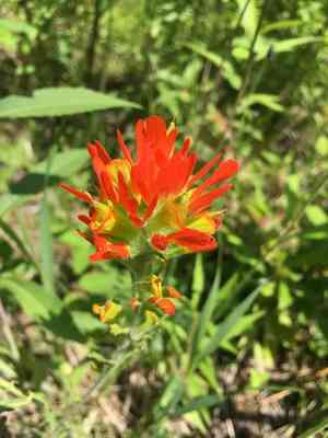 Scarlet indian-paintbrush(Castilleja coccinea)