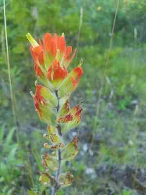 Scarlet indian-paintbrush(Castilleja coccinea)
