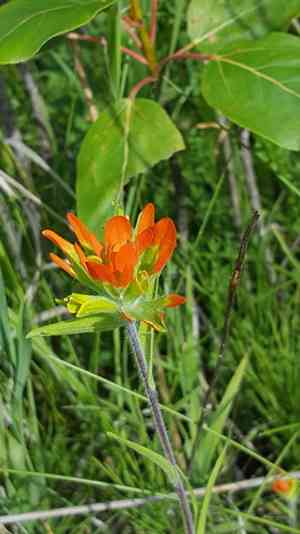 Scarlet indian-paintbrush(Castilleja coccinea)