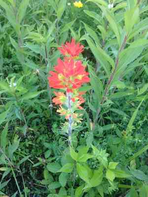 Scarlet indian-paintbrush(Castilleja coccinea)