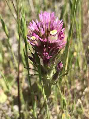 Denseflower indian paintbrush(Castilleja densiflora)
