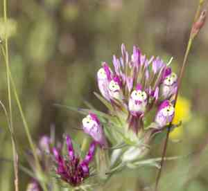 Denseflower indian paintbrush(Castilleja densiflora)