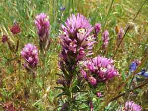 Denseflower indian paintbrush(Castilleja densiflora)