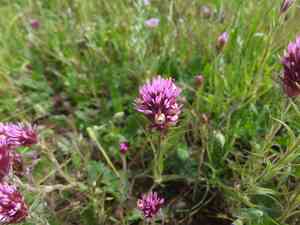 Denseflower indian paintbrush(Castilleja densiflora)