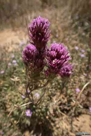 Exserted indian paintbrush(Castilleja exserta)