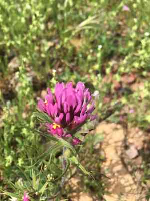Exserted indian paintbrush(Castilleja exserta)