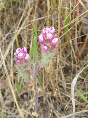 Exserted indian paintbrush(Castilleja exserta)