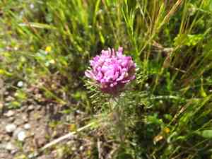 Exserted indian paintbrush(Castilleja exserta)