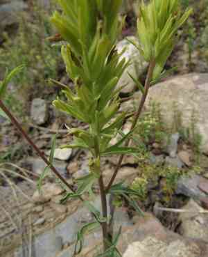 Yellow indian paintbrush(Castilleja flava)