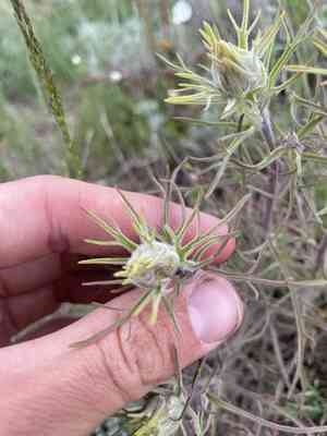 Yellow indian paintbrush(Castilleja flava)