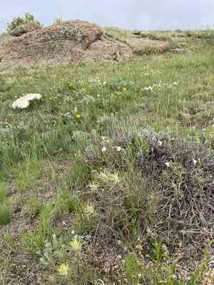 Yellow indian paintbrush(Castilleja flava)