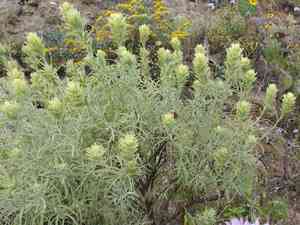 San clemente island indian paintbrush(Castilleja grisea)