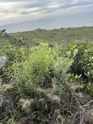 San clemente island indian paintbrush(Castilleja grisea)