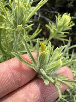 San clemente island indian paintbrush(Castilleja grisea)