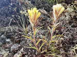 Northern indian paintbrush(Castilleja hyperborea)