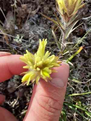 Northern indian paintbrush(Castilleja hyperborea)