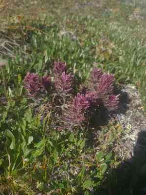Northern indian paintbrush(Castilleja hyperborea)