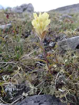 Northern indian paintbrush(Castilleja hyperborea)