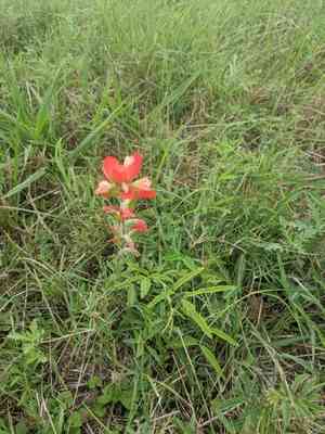 Entireleaf Indian paintbrush(Castilleja indivisa)