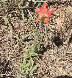 Entireleaf Indian paintbrush(Castilleja indivisa)