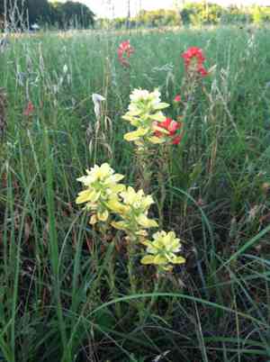 Entireleaf Indian paintbrush(Castilleja indivisa)