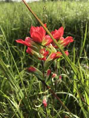 Entireleaf Indian paintbrush(Castilleja indivisa)