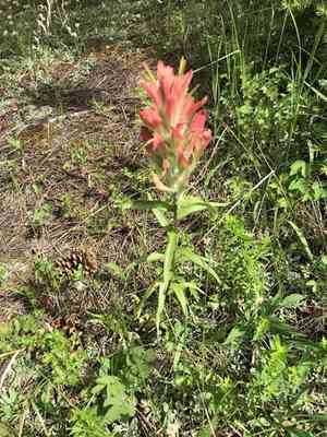 Wholeleaf indian paintbrush(Castilleja integra)