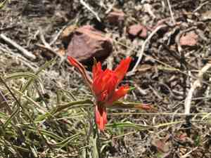 Wholeleaf indian paintbrush(Castilleja integra)