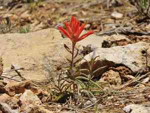 Wholeleaf indian paintbrush(Castilleja integra)