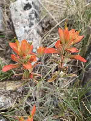 Wholeleaf indian paintbrush(Castilleja integra)