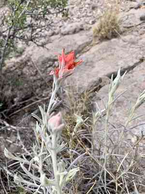 Sierra woolly indian paintbrush(Castilleja lanata)