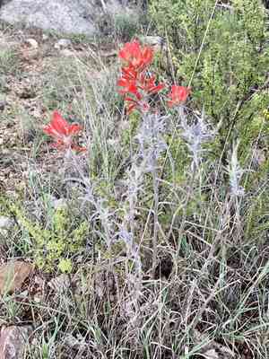 Sierra woolly indian paintbrush(Castilleja lanata)