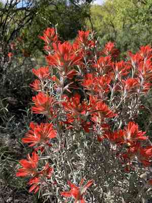 Sierra woolly indian paintbrush(Castilleja lanata)