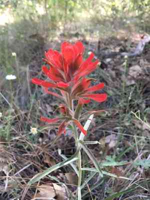 Sierra woolly indian paintbrush(Castilleja lanata)