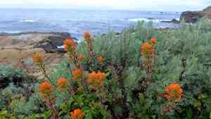 Monterey indian paintbrush(Castilleja latifolia)