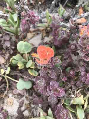 Monterey indian paintbrush(Castilleja latifolia)