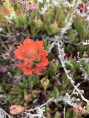 Monterey indian paintbrush(Castilleja latifolia)