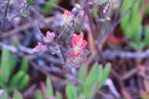 Monterey indian paintbrush(Castilleja latifolia)