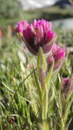 Lemmon's indian paintbrush(Castilleja lemmonii)